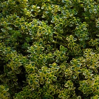 Thyme lemon citiodorus Aureus 3