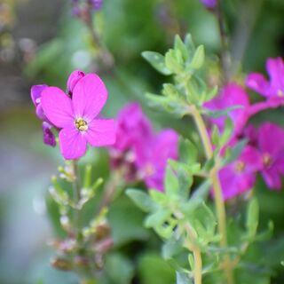 Arabis blepharophylla 1