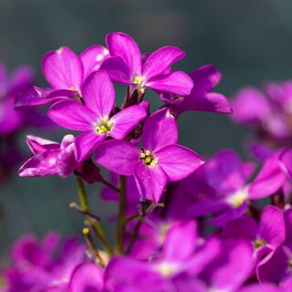 Arabis blepharophylla 2