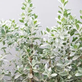 Brachyglottis Sunshine 1