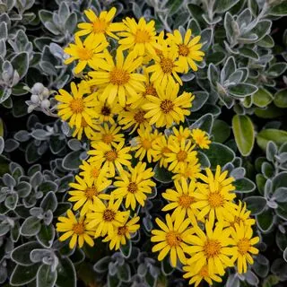 Brachyglottis Sunshine 3