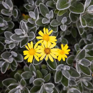 Brachyglottis Sunshine 4