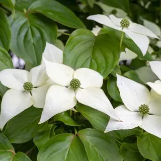Cornus Kousa 1