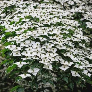 Cornus Kousa 2