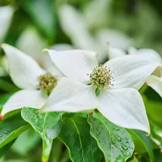 Cornus Kousa 4