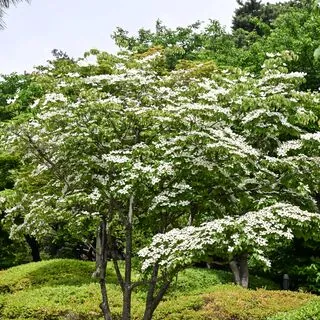 Cornus Kousa 5