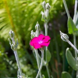 Lychnis Magenta 1
