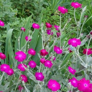 Lychnis Magenta 2