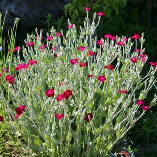 Lychnis Magenta 3