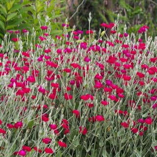 Lychnis Magenta 4