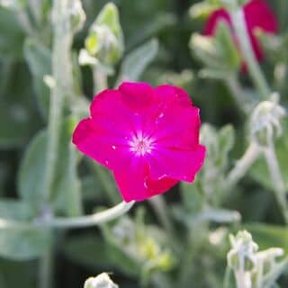 Lychnis Magenta 5