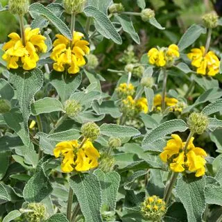 Phlomis Fruticosa 1