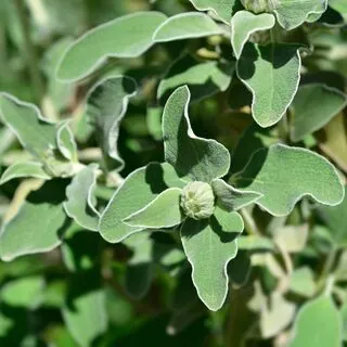 Phlomis Fruticosa 2