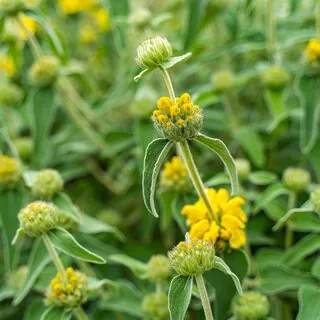Phlomis Fruticosa 3