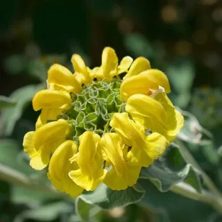 Phlomis Fruticosa 4