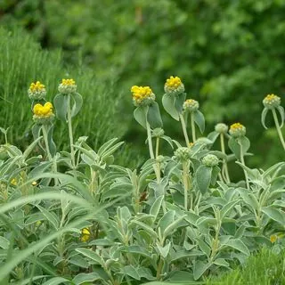 Phlomis Fruticosa 5