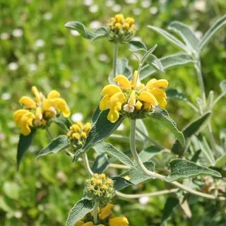 Phlomis Fruticosa 6