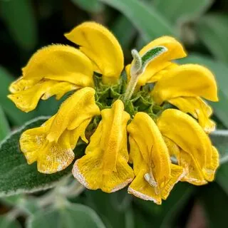 Phlomis Fruticosa 7