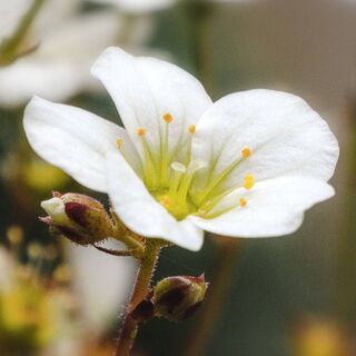 SAXIFRAGE x arendsii Limerock 1