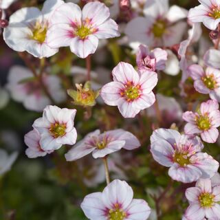 Saxifraga Appleblossom Pixie 2
