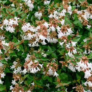 Abelia Grandiflora 2