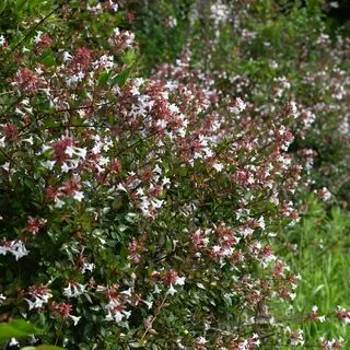 Abelia Grandiflora 3