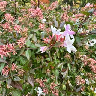 Abelia Grandiflora 4