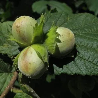 Buy Corylus avellana Bare Root