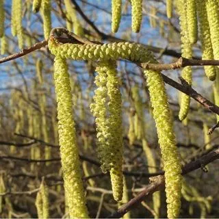 Corylus avellana bare root 2 catkins