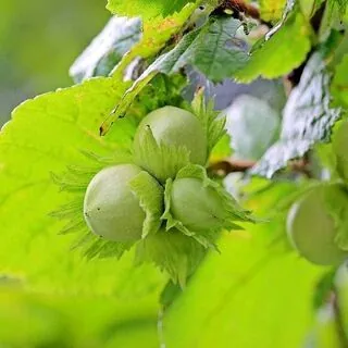 Corylus avellana bare root 3 hazelnuts