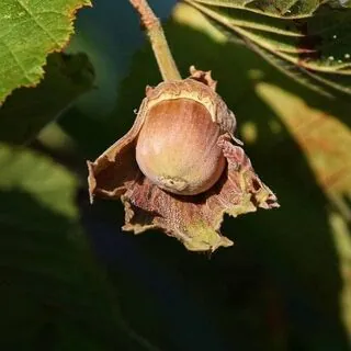 Corylus avellana bare root 4 dried hazelnut