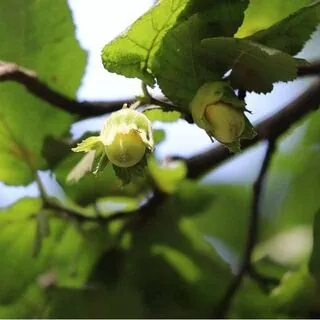 Corylus avellana bare root 6 green leaves