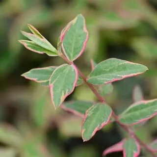 Hypericum Tricolor 2 AS