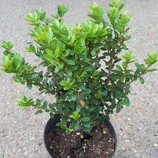 Ilex Crenata Actual Plant WEB