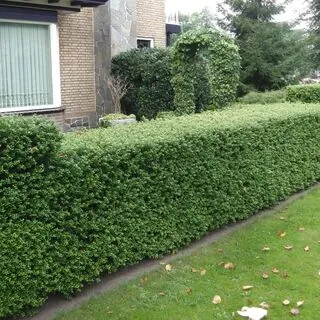 Ilex Crenata WEB