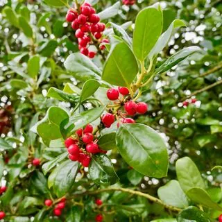 Ilex J.C. van Tol 1