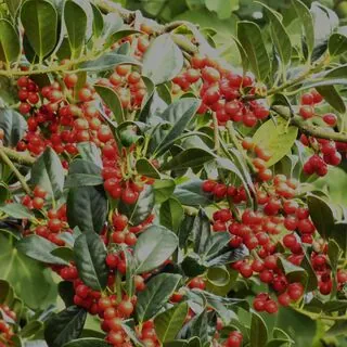 Ilex J.C. van Tol 2