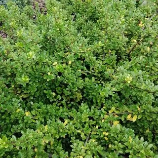 Ilex crenata Convexa 1
