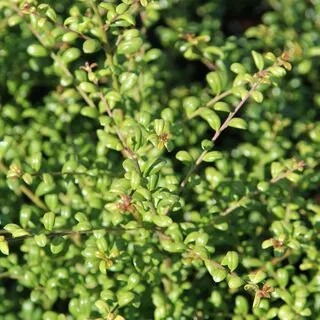 Ilex crenata Convexa 2