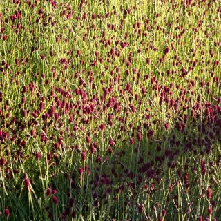 Sanguisorba Pink Tanna 1