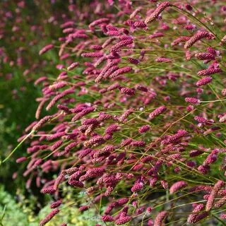 Sanguisorba Pink Tanna 2
