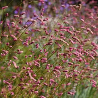 Sanguisorba Pink Tanna 3