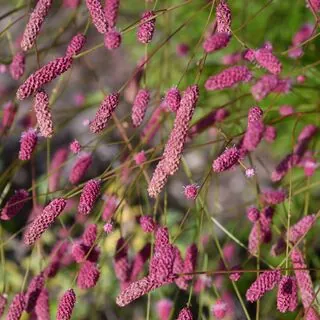 Sanguisorba Pink Tanna 4