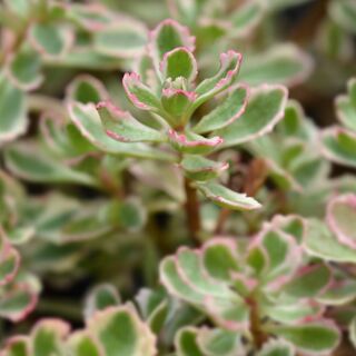 Sedum spurium Tricolor 1