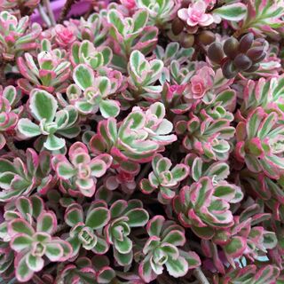 Sedum spurium Tricolor 2