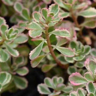 Sedum spurium Tricolor 3