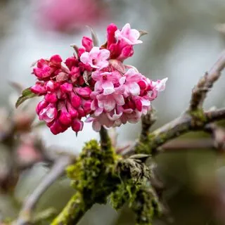 Viburnum Dawn 1