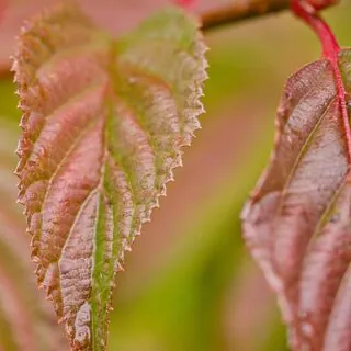 Viburnum Dawn 2