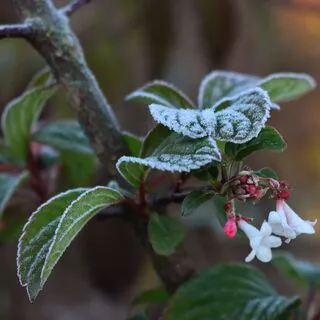 Viburnum Dawn 3