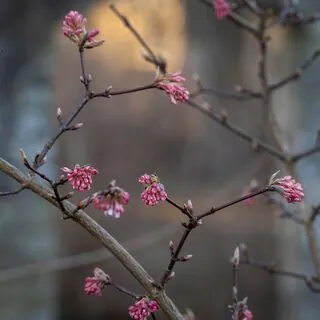 Viburnum Dawn 4